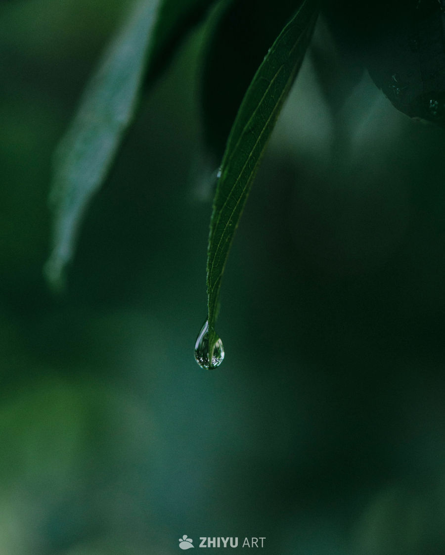 雨后绿叶上的水珠