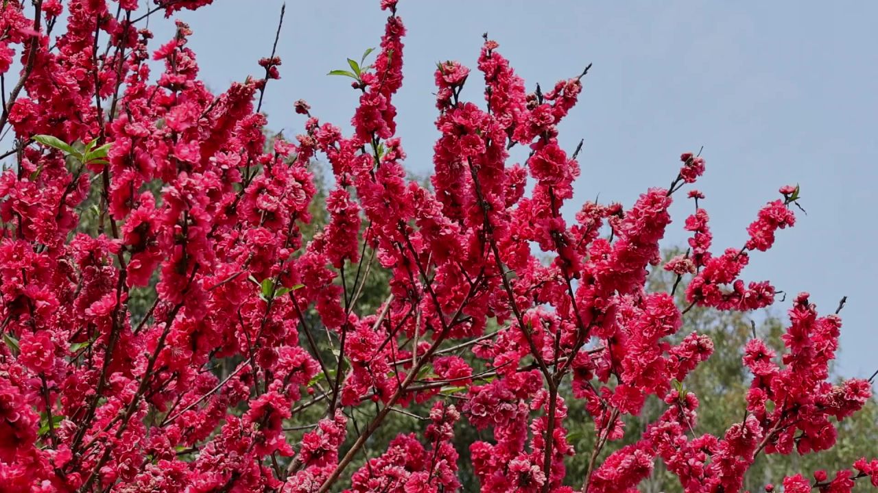 春暖花开桃花盛开 7