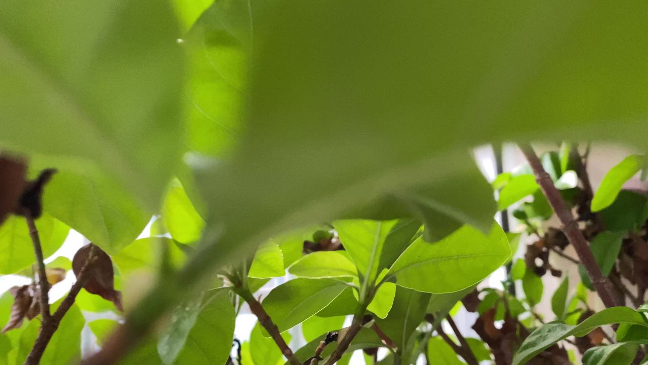 绿色植物情绪短片素材