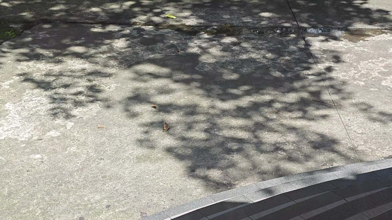 4K夏日阳光微风树荫