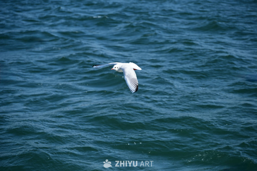 白色海鸥在蔚蓝大海自由飞翔 20