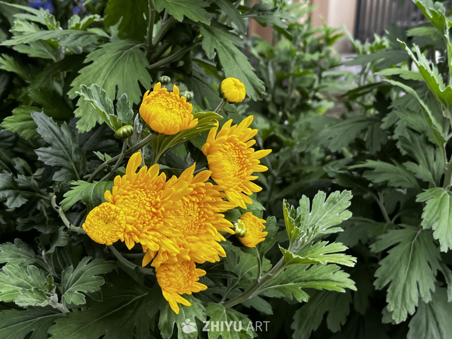 金黄菊花绽放