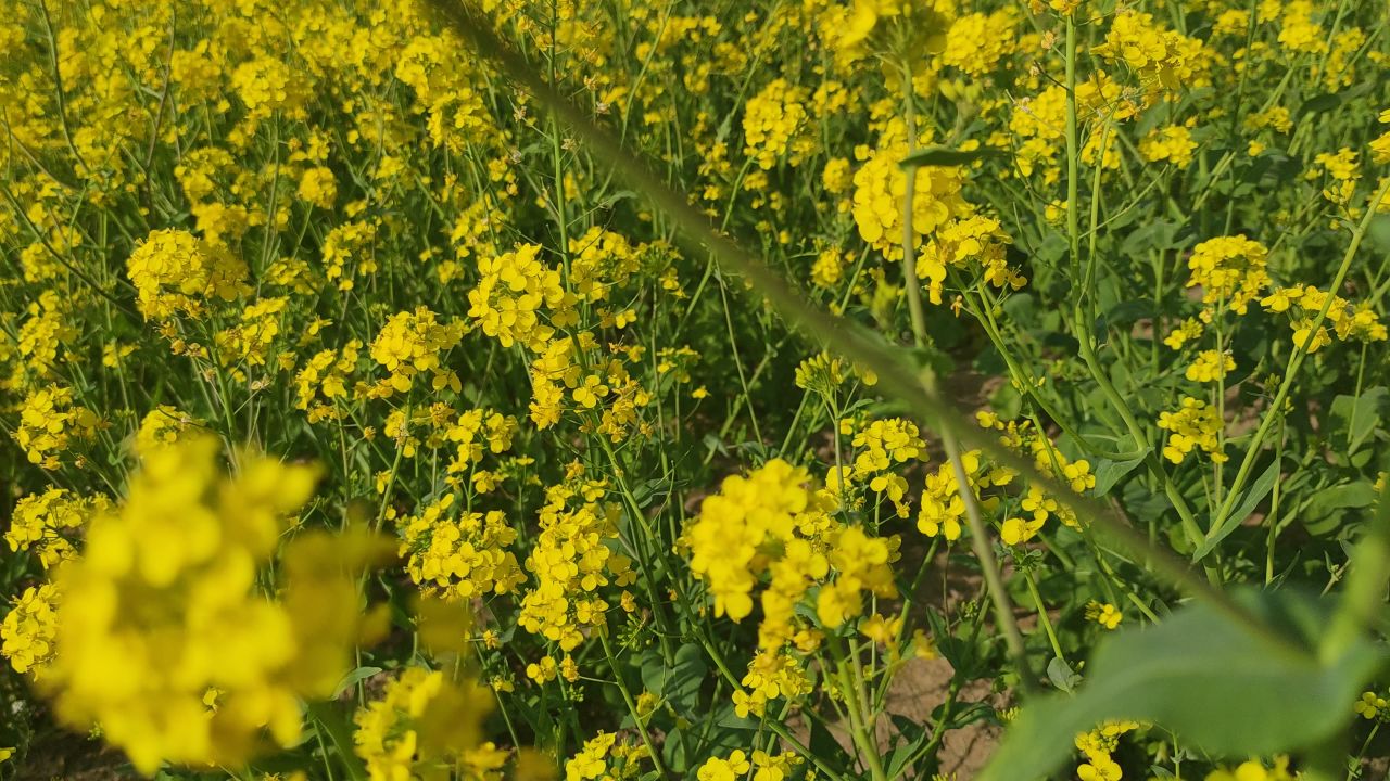 春天 花已开 19