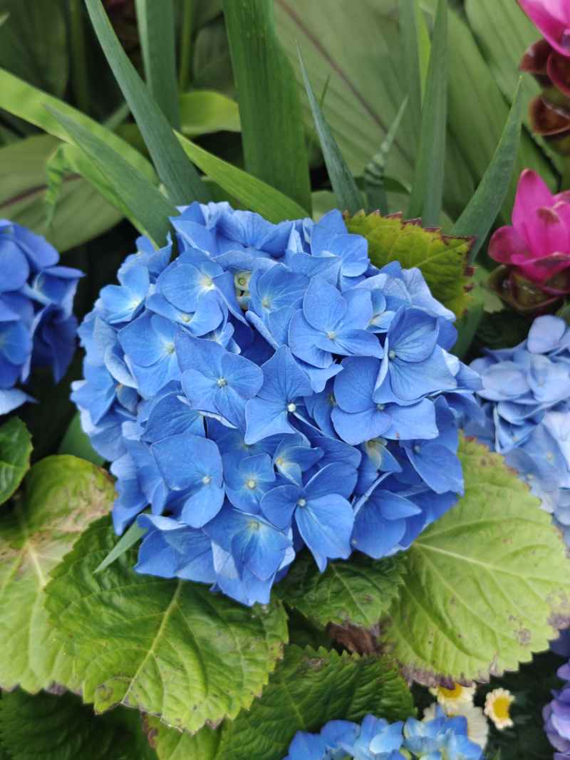 绣球花