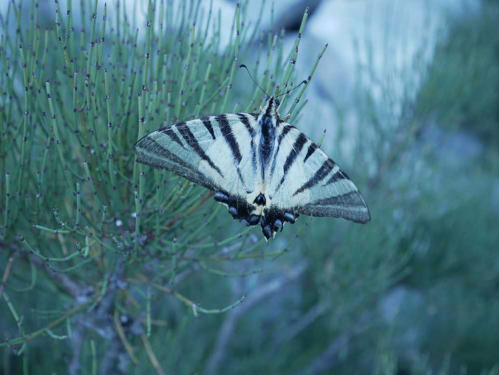 蝴蝶克罗地亚昆虫自然