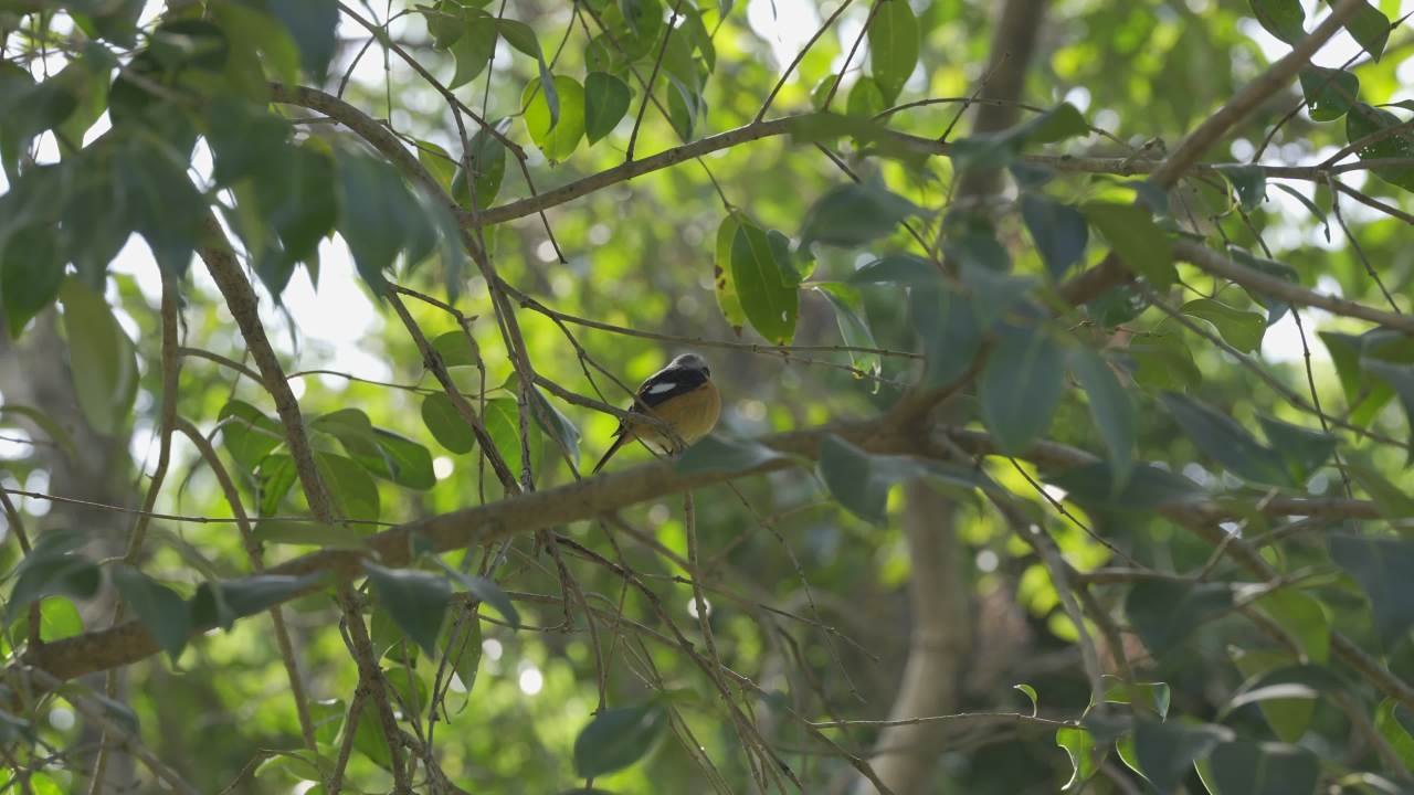 北红尾鸲(qú) 1 4