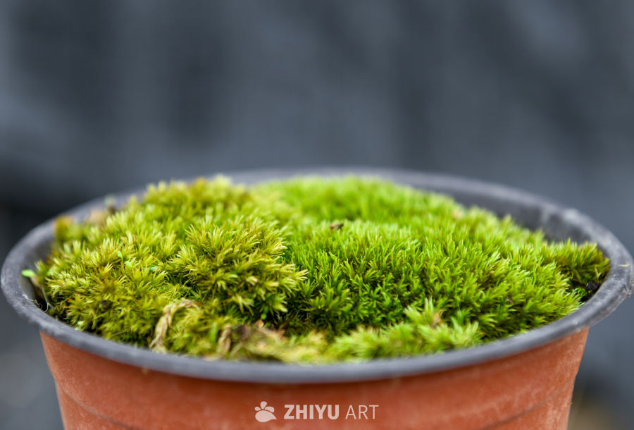 苔藓植物种植 26