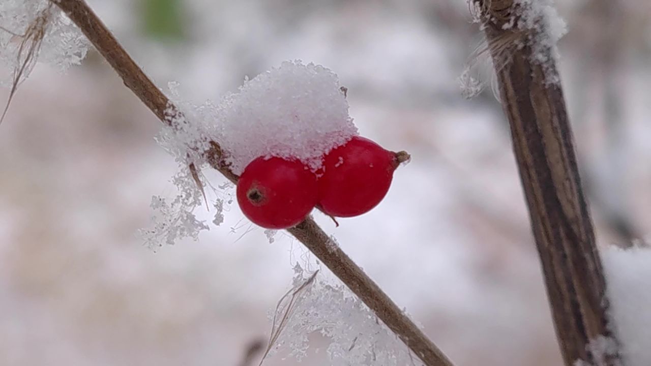雪中红果