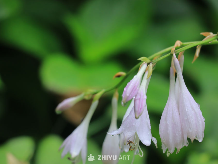 雨后盛开的紫萼花
