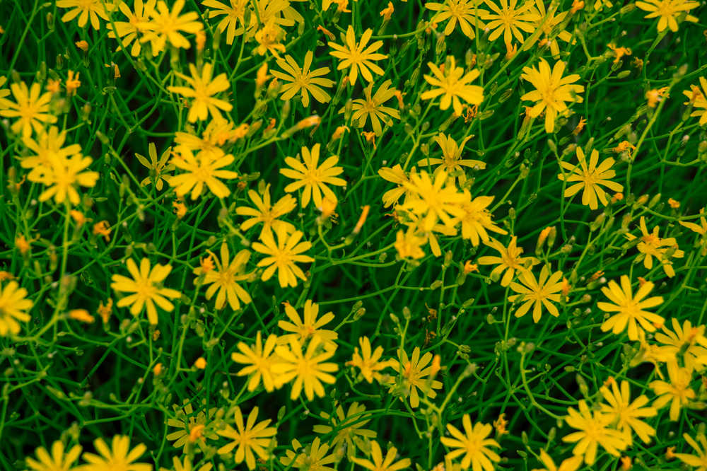 高原花草