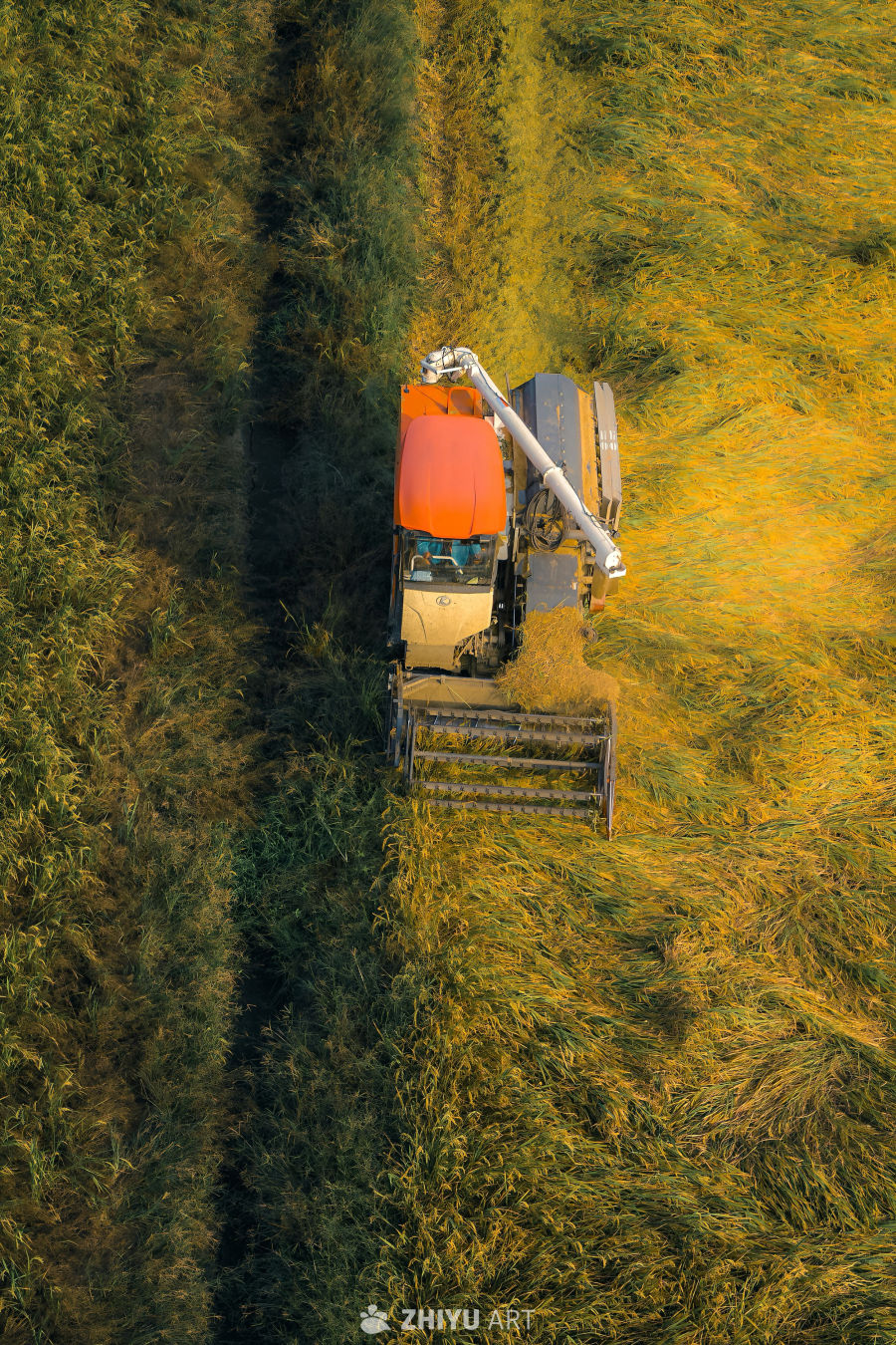 麦田收割机作业图