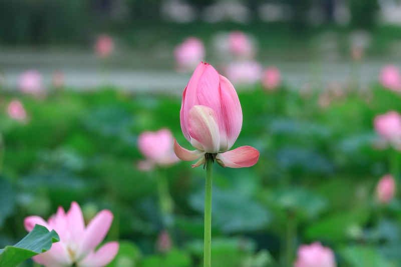 荷花 39