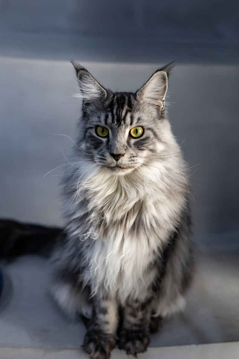 缅因猫