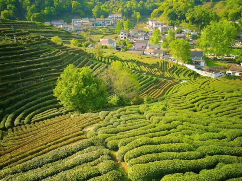 航拍.杭州 龙井茶 茶园 龙井茶园 龙井村 农业 种植 绿茶 茶业 茶 茶文化 江南 风景
