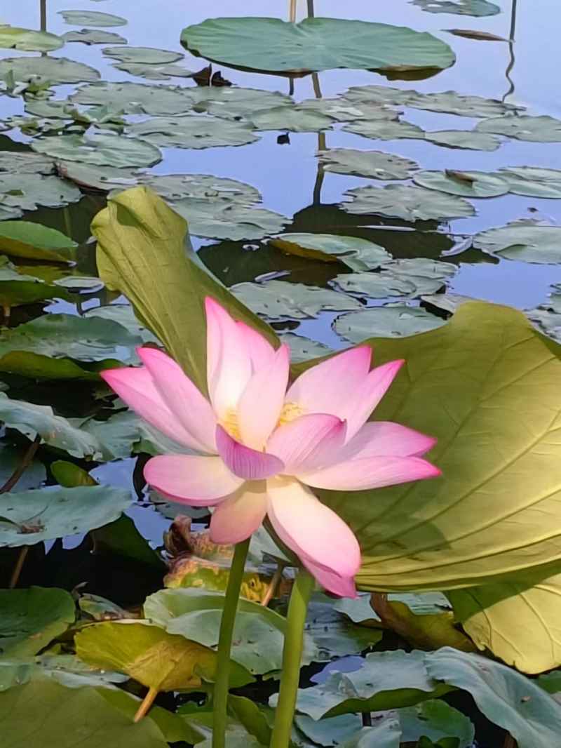荷花