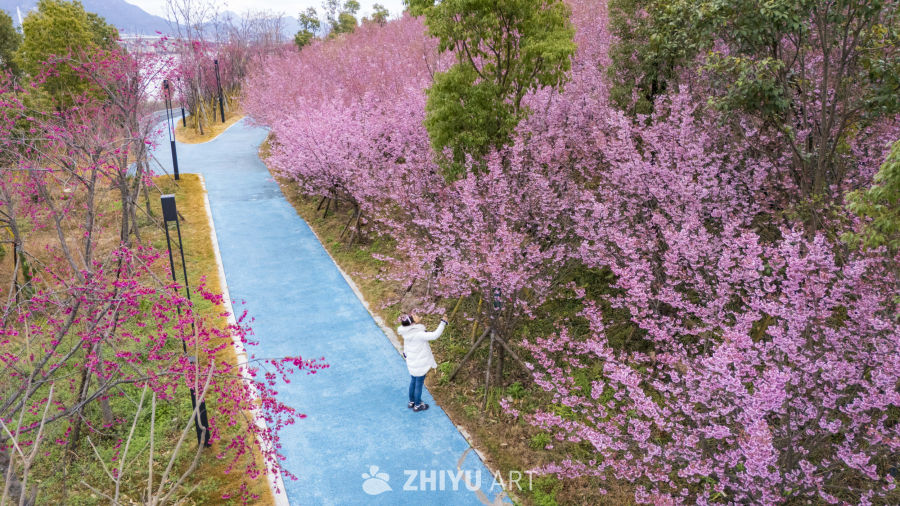 樱花盛开的步道