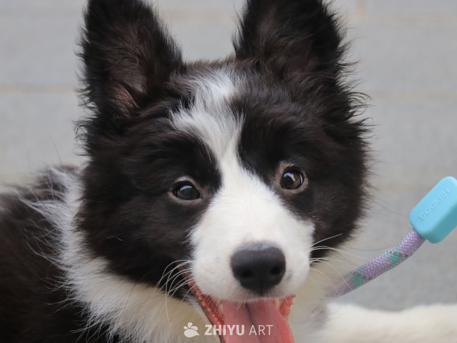 萌宠边境牧羊犬