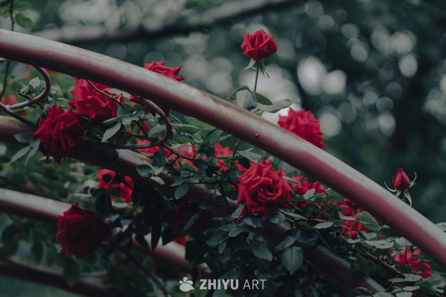 红玫瑰与藤蔓的浪漫邂逅