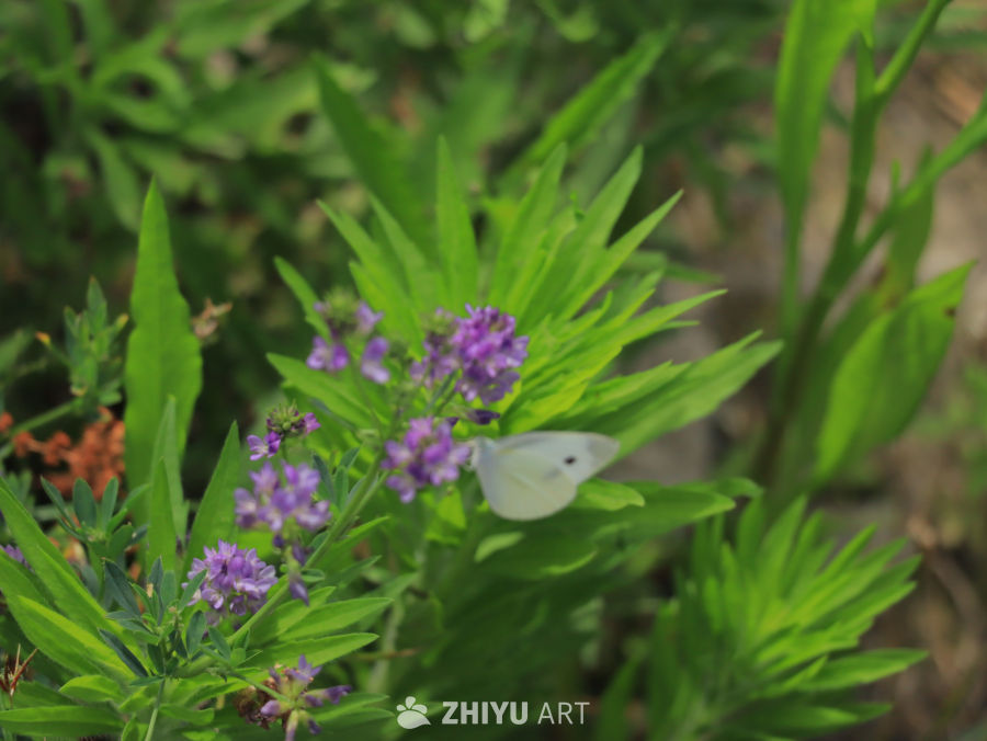 蝴蝶与紫色花海