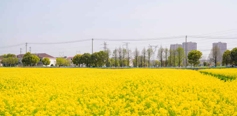 油菜花 10