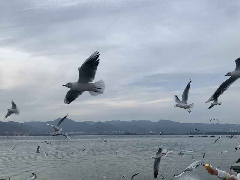 海鸥 7