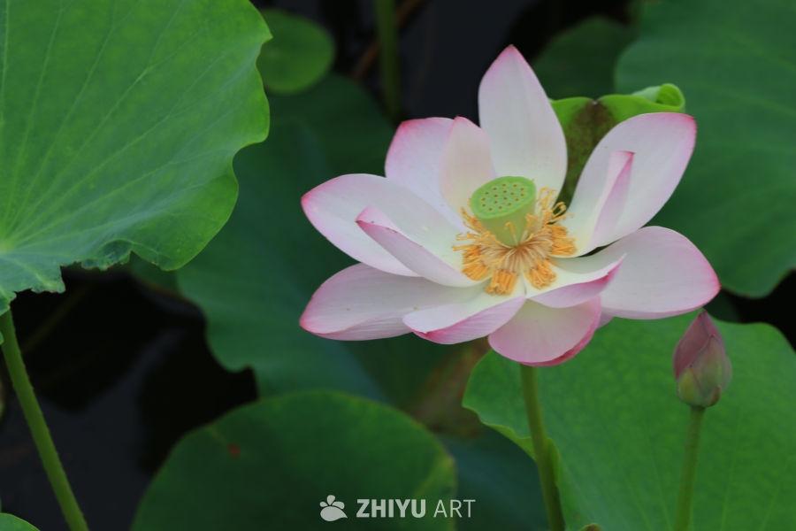 荷花 2