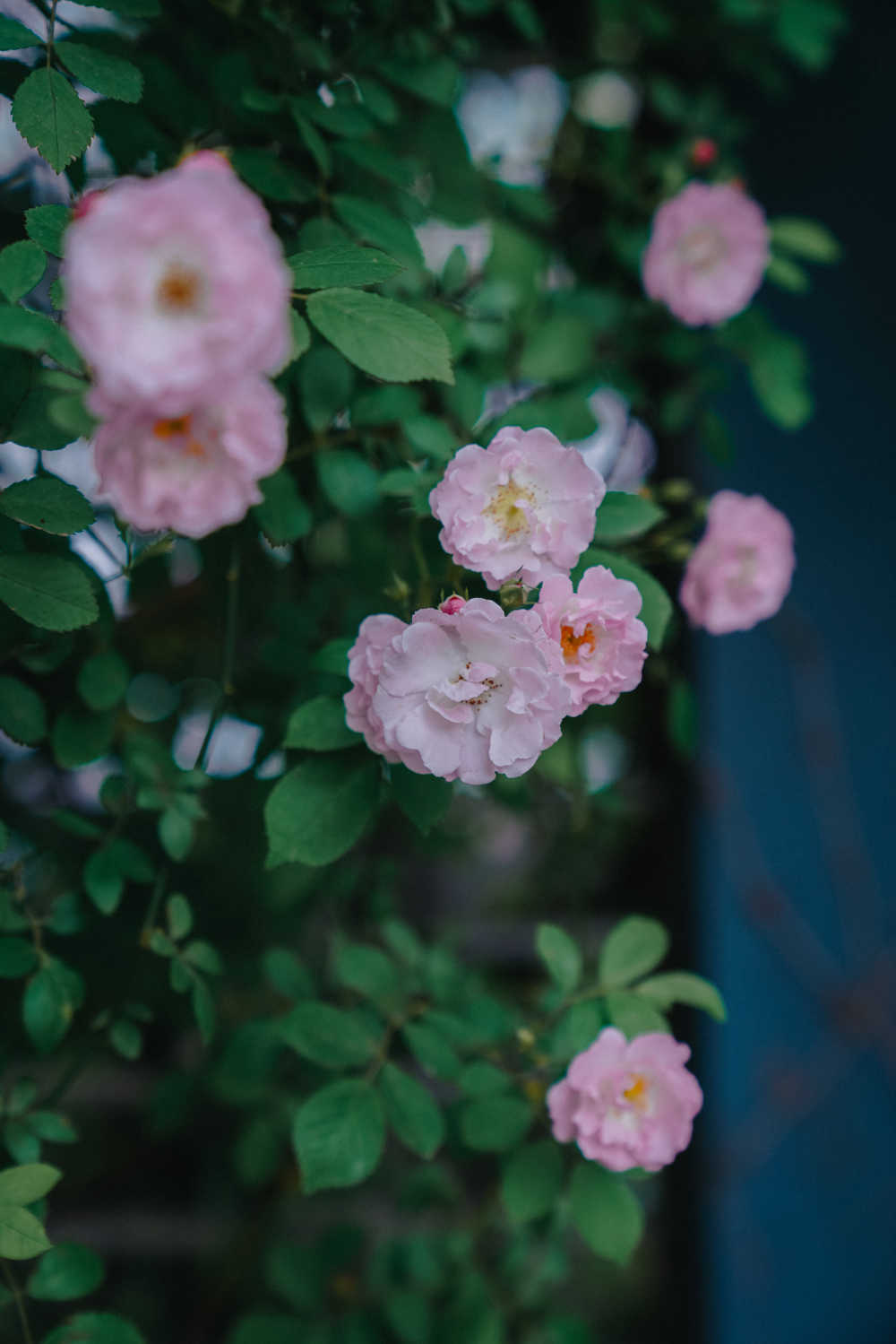 蔷薇花开