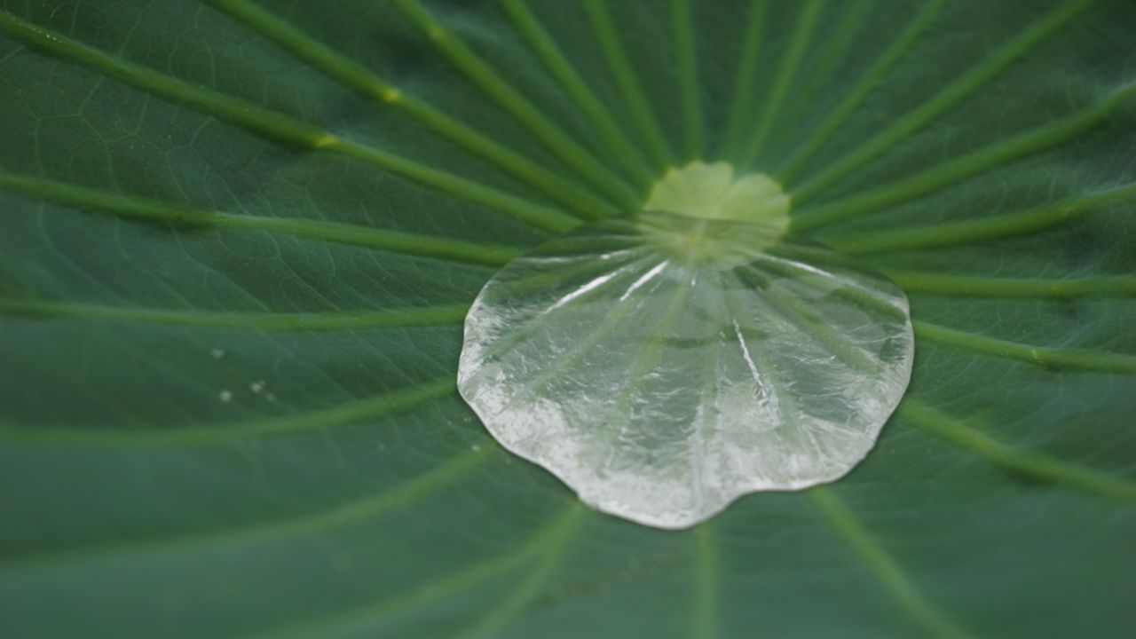 夏天池塘湿地荷花荷叶莲蓬 48