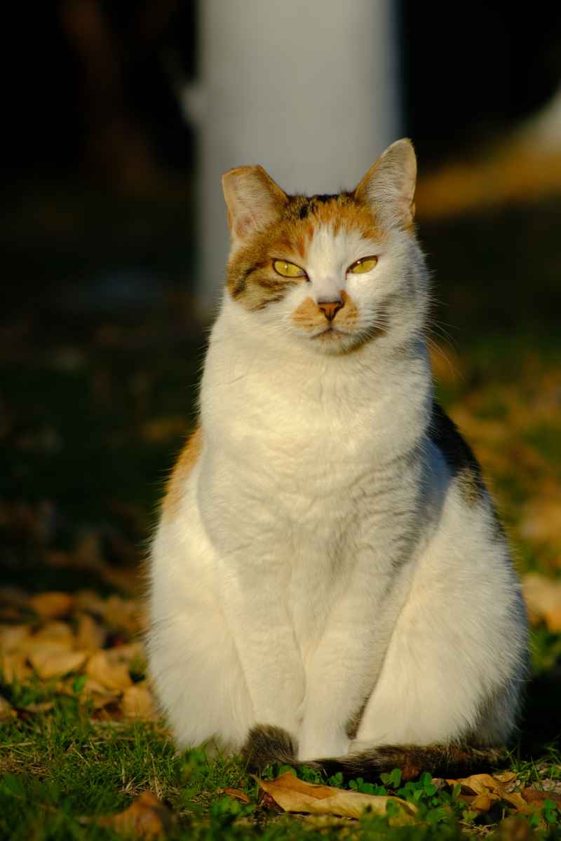 猫猫 2