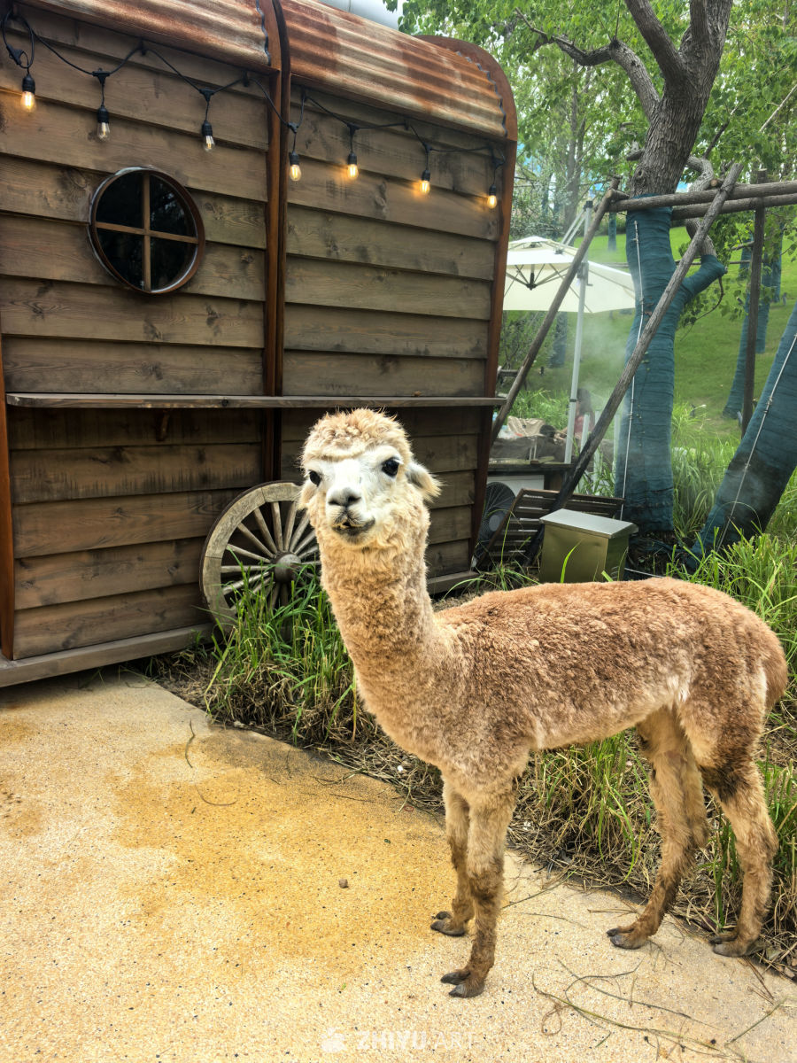 武汉麓客岛的小动物们