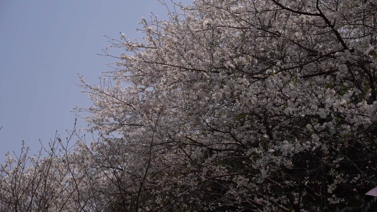 植物园 16