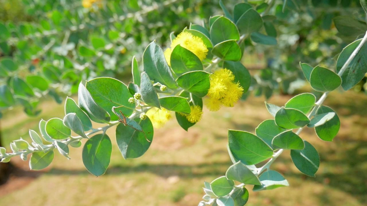 阳光清风银叶金合欢花枝