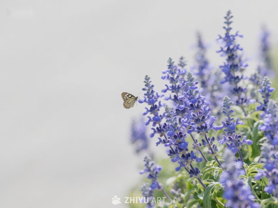 蝴蝶轻舞于紫色花丛 131