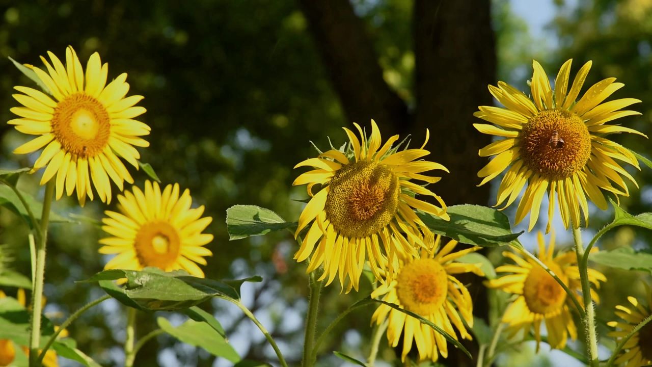 向日葵花田 5