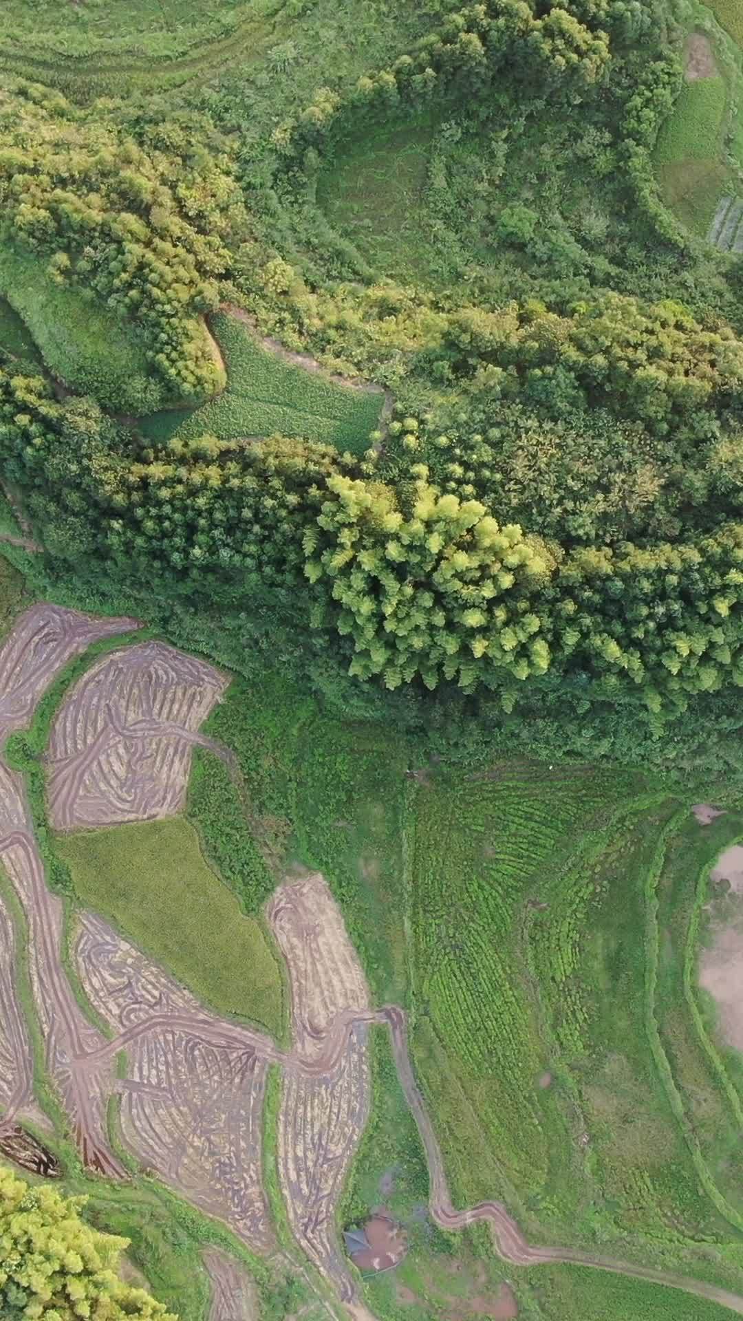 稻田与森林的和谐画卷