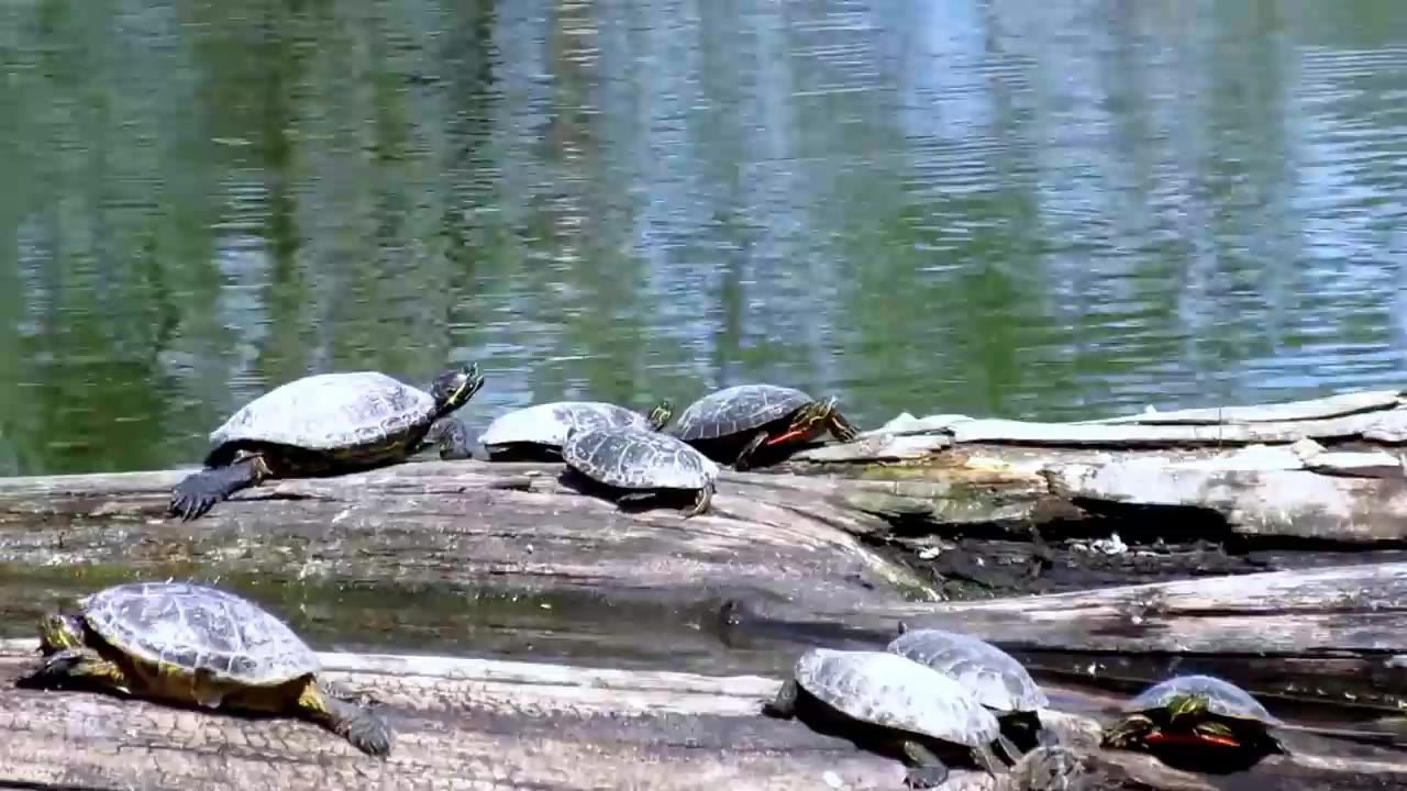 海龟爬行动物动物湖