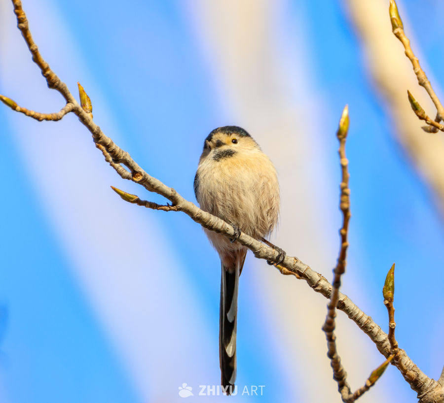 春日枝头的小鸟