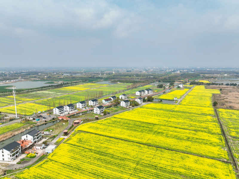 油菜花季 5