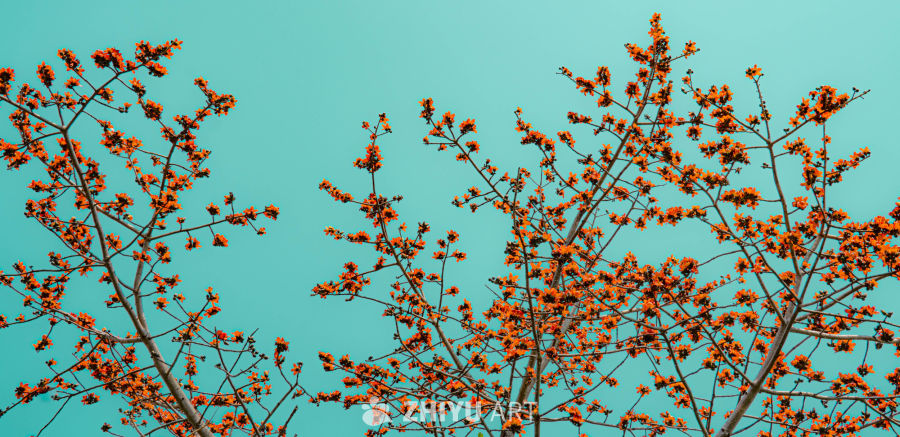 橙花蓝天