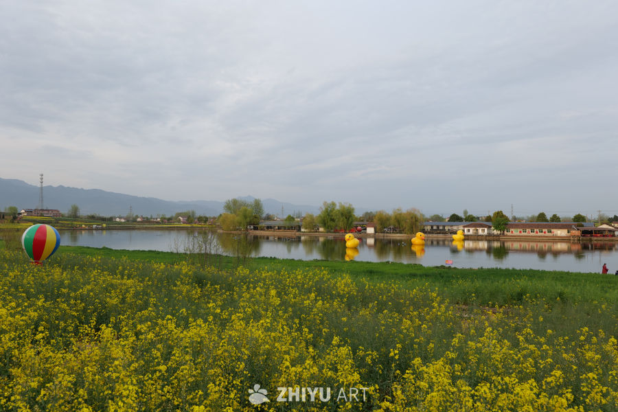 油菜花海 7