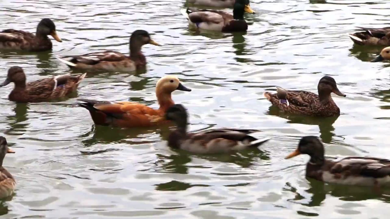 鸭公园池塘游泳