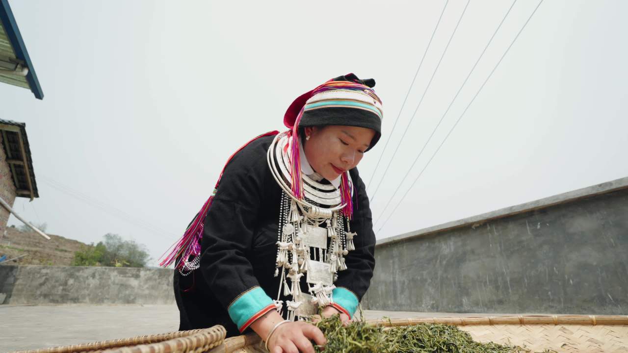 乡村农妇晾晒茶叶