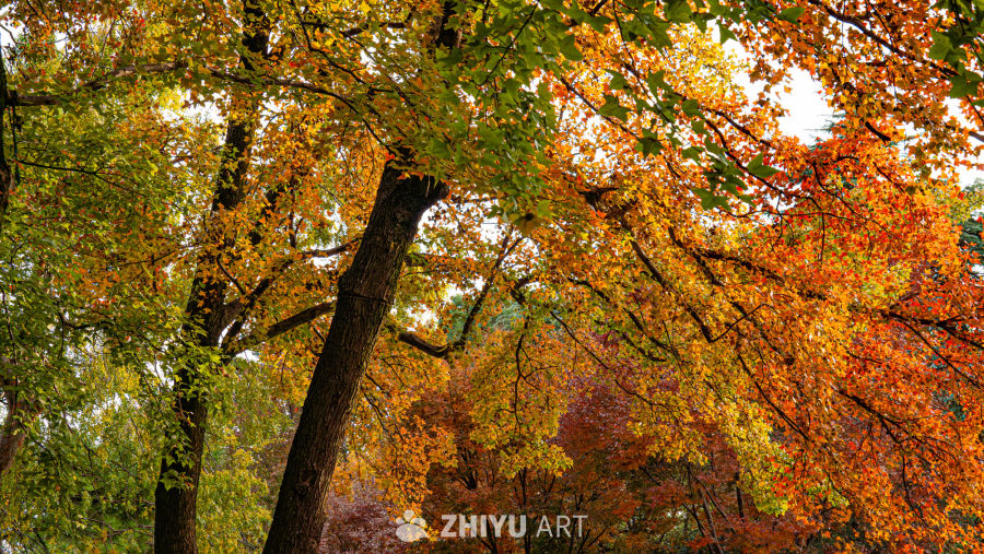 秋日斑斓树影