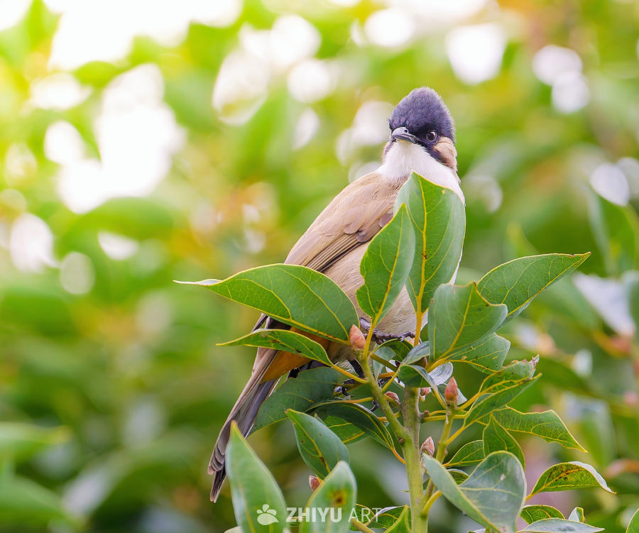 绿叶上的小鸟静憩