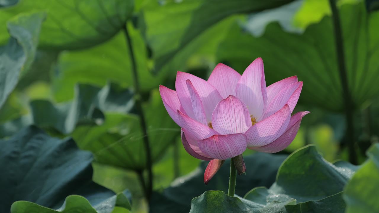 荷花 33
