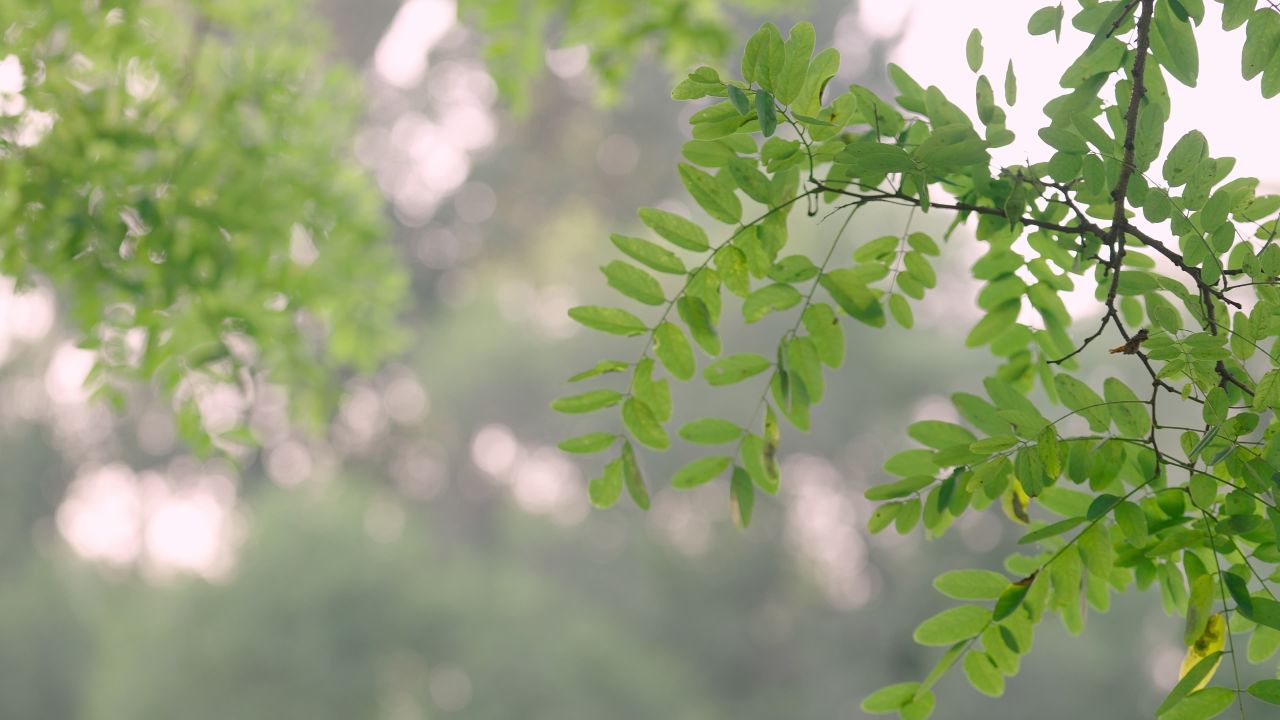 风吹动树叶逆光情绪意境空境