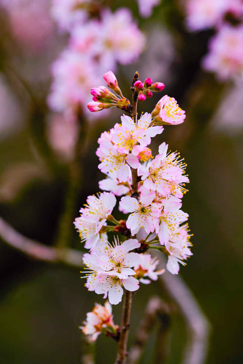 樱花季 53