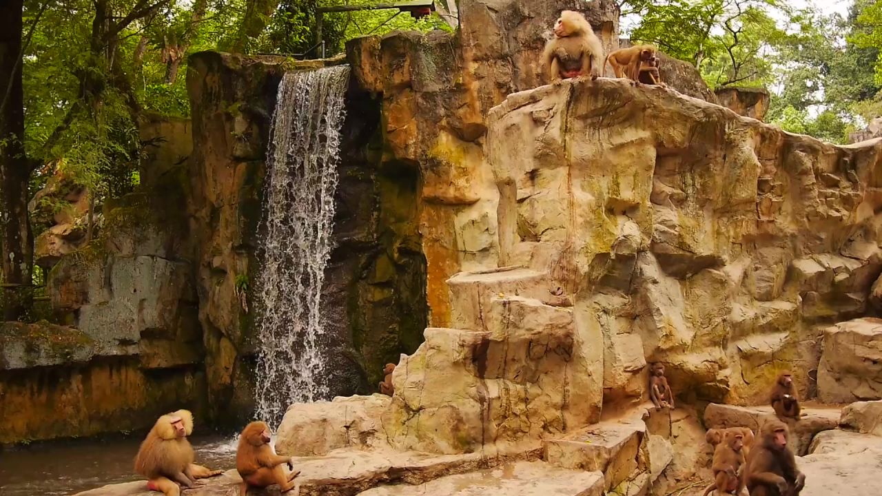 动物园猴子大瀑布新加坡