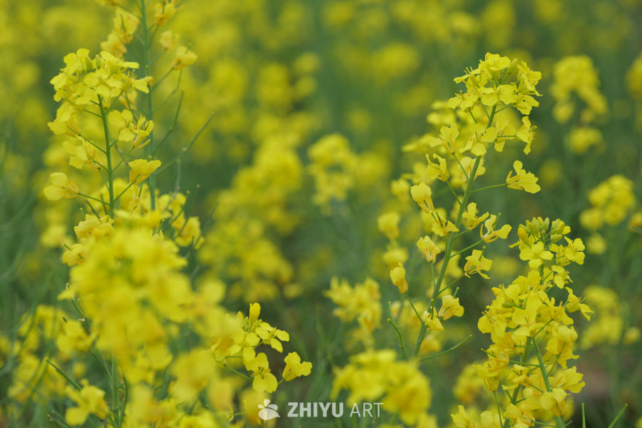 油菜花海 10