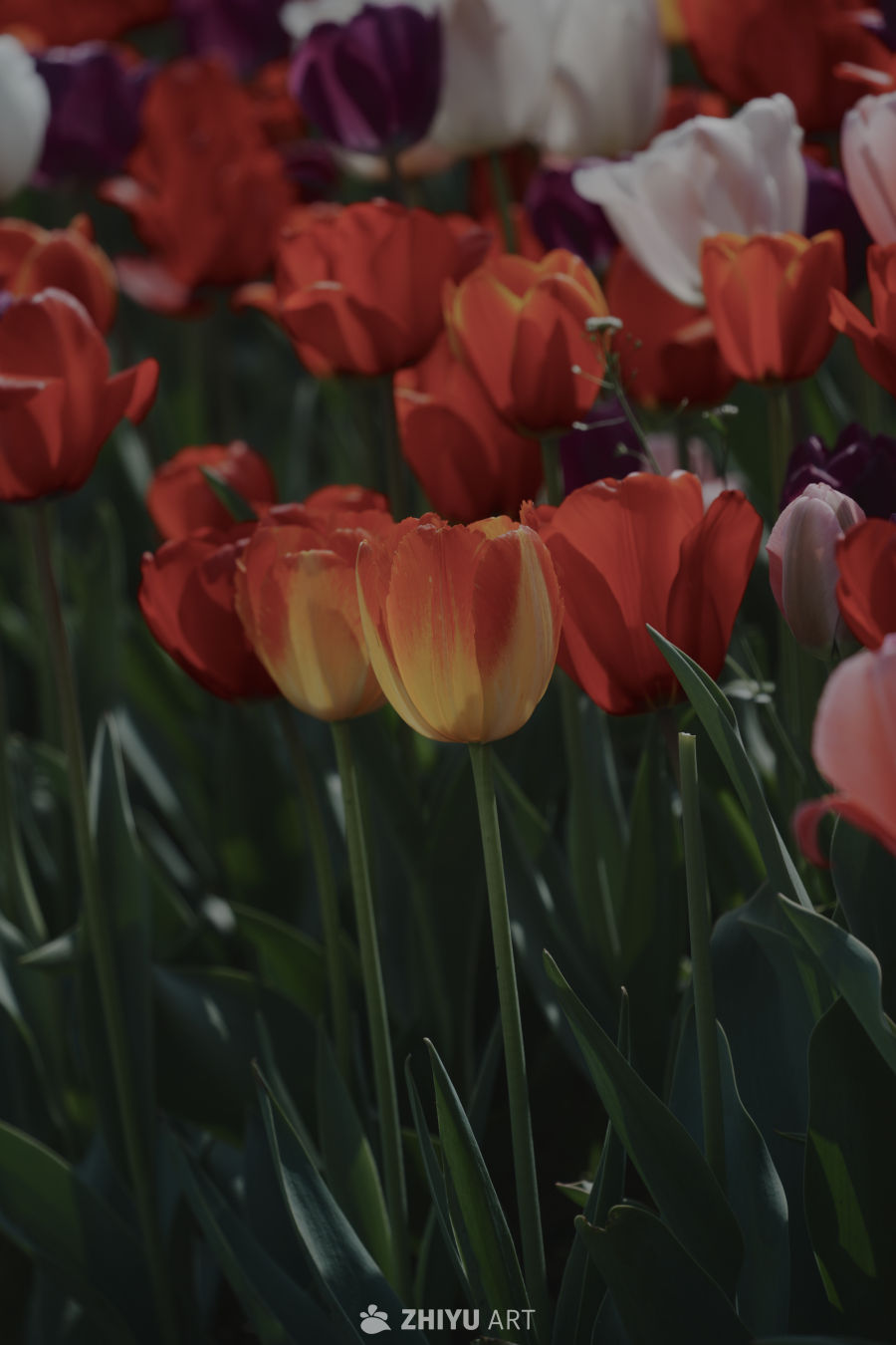 多彩郁金香花海